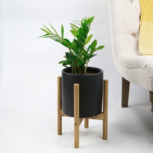 Live ZZ Plant Indoor Plants with Pot and Stand 8" Black Ceramic Planter with Wood Stand Special Walnut