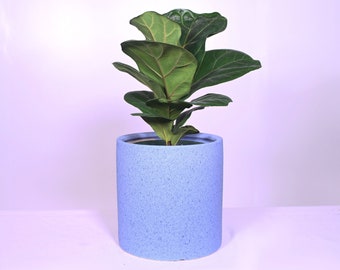 Live Plant Fiddle-leaf Fig with Pot 8'' Indoor Potted Plant Cylinder Ceramic Planter Pot