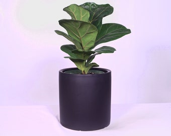 Live Plant Fiddle-leaf Fig with Pot 8'' Indoor Potted Plant Cylinder Ceramic Planter Pot