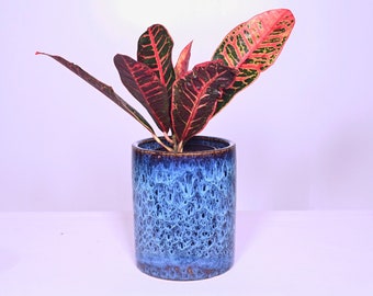 Live Plant Codiaeum Include Pot 6" Ceramic Planter