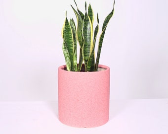 Live Plant Snake Plant with Pot 8'' Indoor Potted Plant Cylinder Ceramic Planter Pot