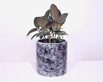 Live Plant Burgundy Rubber Plant with Pot 8'' Indoor Potted Plant Cylinder Ceramic Planter Pot