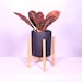 see more listings in the Live House Plant in Pot  section