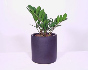 Live Plant ZZ Plant with Pot 8'' Indoor Potted Plant Cylinder Ceramic Planter Pot