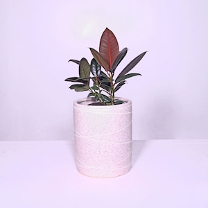 May include: A small rubber plant with dark green leaves and reddish-brown new growth in a white ceramic pot with a textured surface.