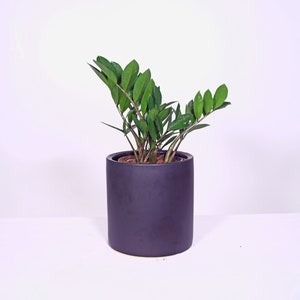 Live Plant ZZ Plant with Pot 8'' Indoor Potted Plant Cylinder Ceramic Planter Pot image 1