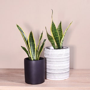 Live Plant Snake Plant Include Pot Gift Set 2 Plants 5 Black and 6'' Gray Ceramic Planters Gift Wrap Box Indoor Planters image 1