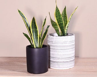 Live Plant Snake Plant Include Pot Gift Set 2 Plants 5" Black and 6'' Gray Ceramic Planters Gift Wrap Box Indoor Planters