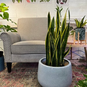 May include: A potted snake plant with yellow and green striped leaves in a light gray ceramic pot. The plant is sitting on a patterned rug in front of a gray armchair.