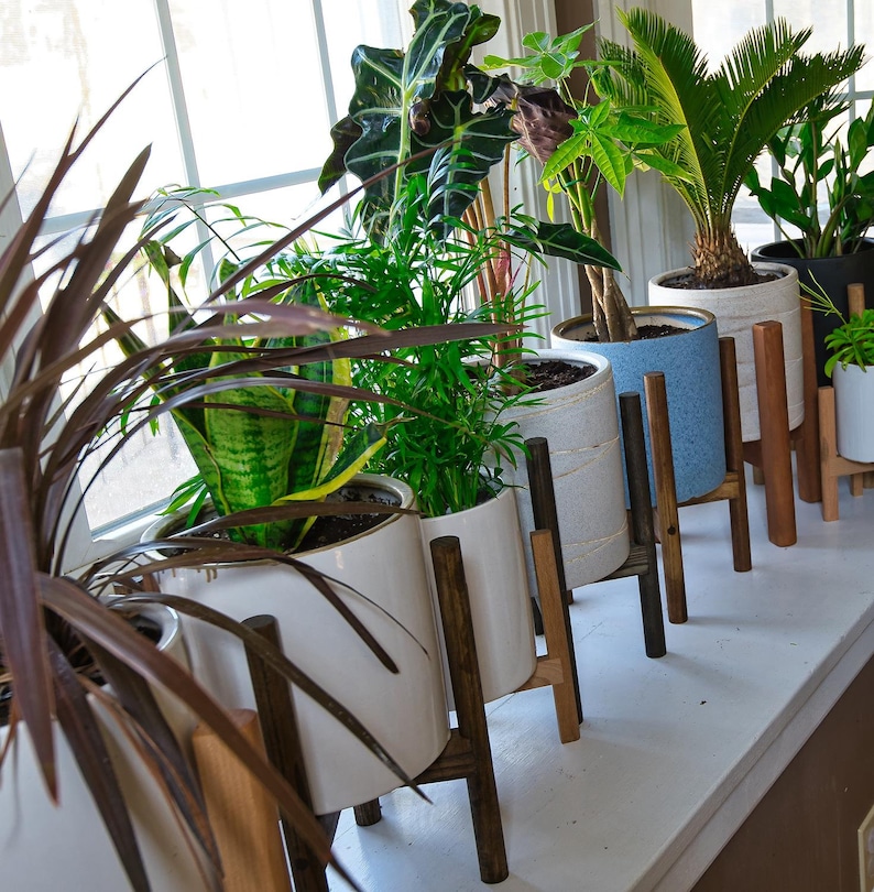 Live ZZ Plant Indoor Plants With Pot and Stand 8 Black Etsy