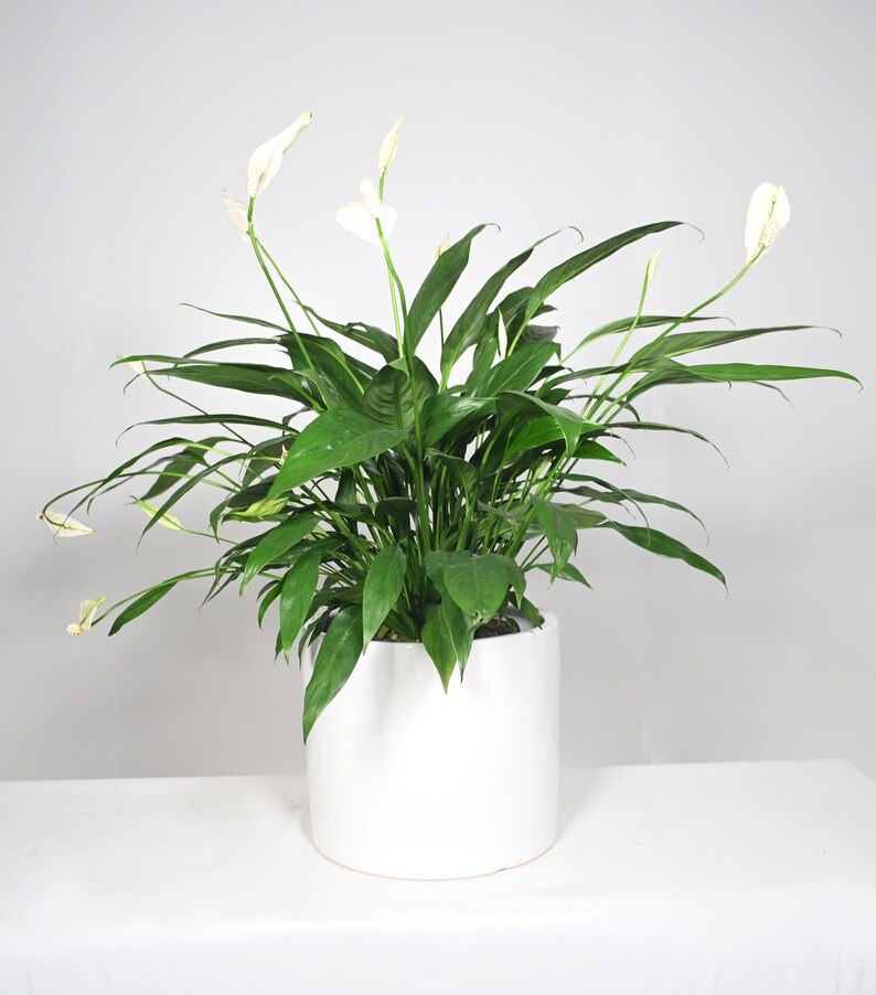 Live Plant Peace Lily Plant with Pot 10