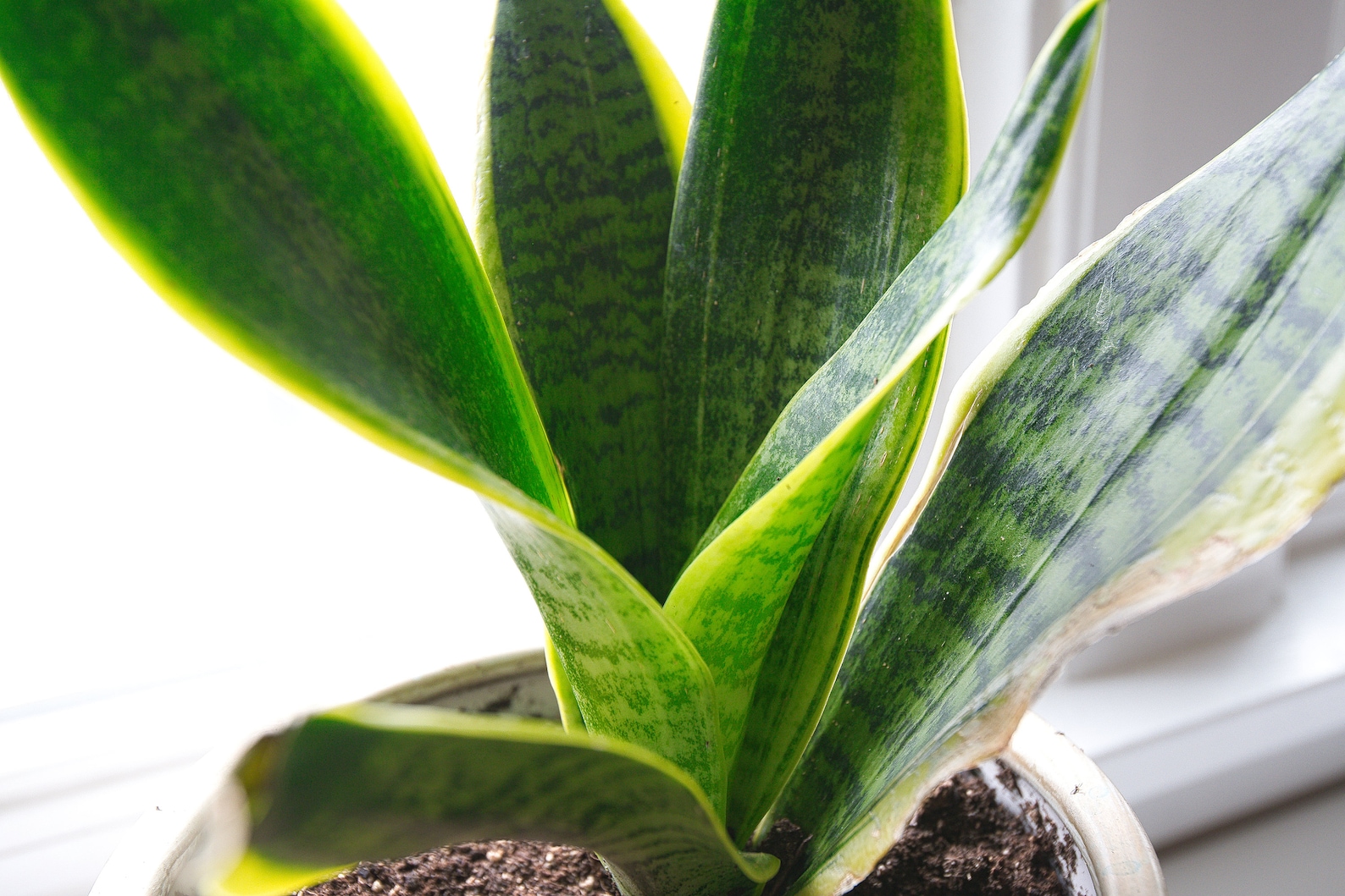 Snake plant with stand