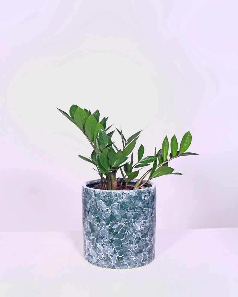 Live Plant ZZ Plant with Pot 8'' Indoor Potted Plant Cylinder Ceramic Planter Pot 2. Green Marble
