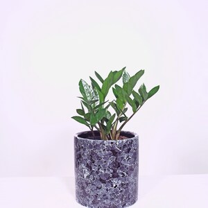 Live Plant ZZ Plant with Pot 8'' Indoor Potted Plant Cylinder Ceramic Planter Pot image 3