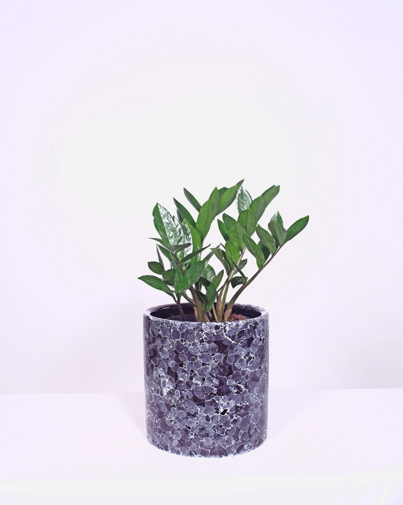 Live Plant ZZ Plant with Pot 8'' Indoor Potted Plant Cylinder Ceramic Planter Pot image 3