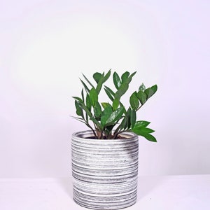 Live Plant ZZ Plant with Pot 8'' Indoor Potted Plant Cylinder Ceramic Planter Pot 12.Grey