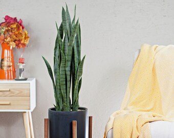 Home Decorative Black Planter With Stand - Mid Century Modern - 10