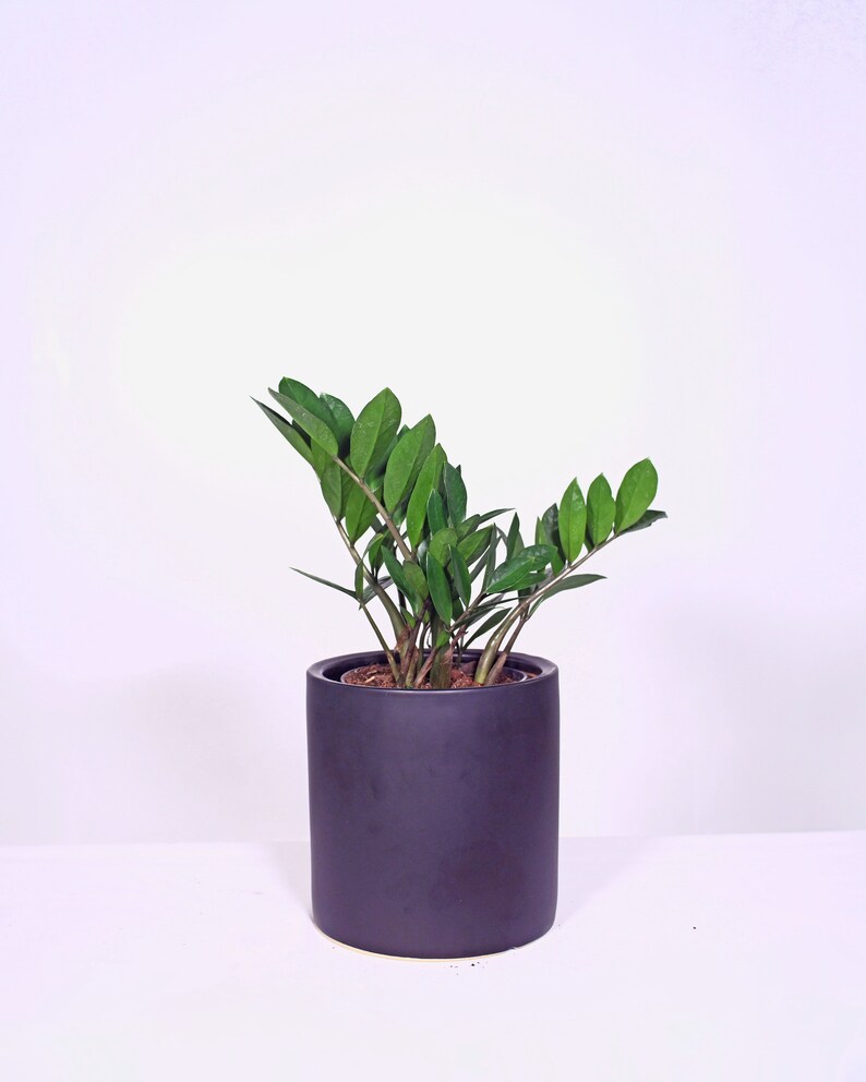 Live Plant ZZ Plant with Pot 8'' Indoor Potted Plant Cylinder Ceramic Planter Pot image 1