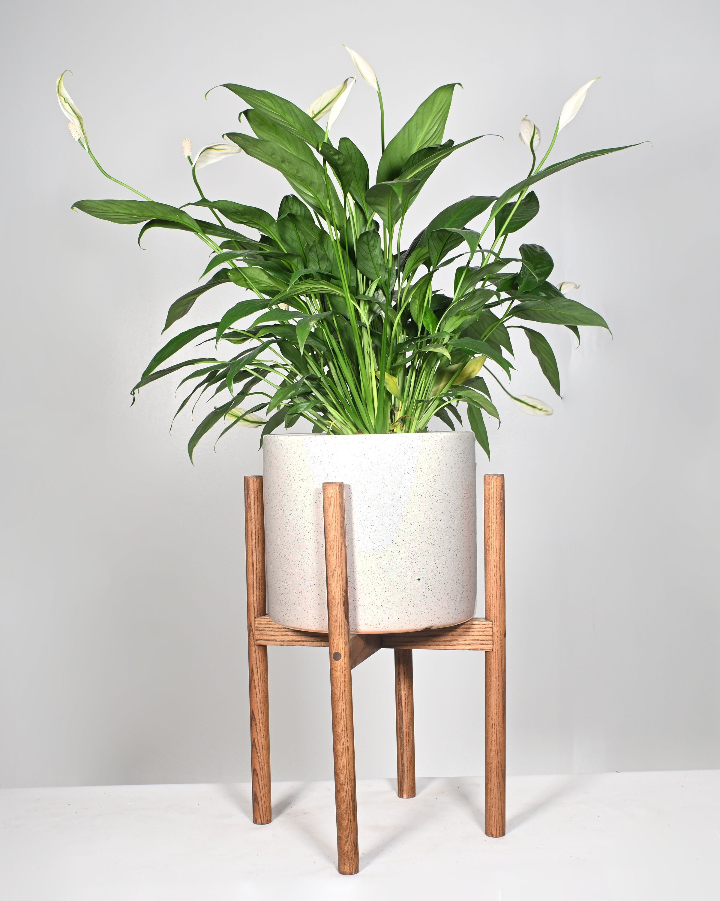 Live Plant Peace Lily with Pot and Stand 10 Ceramic Etsy