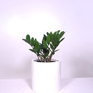 Live Plant ZZ Plant with Pot 8'' Indoor Potted Plant Cylinder Ceramic Planter Pot image 4