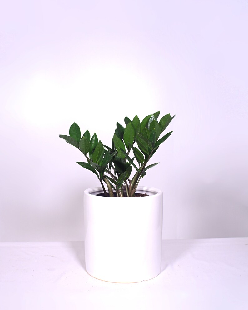 Live Plant ZZ Plant with Pot 8'' Indoor Potted Plant Cylinder Ceramic Planter Pot 4. White