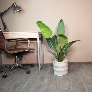 May include: A green leafy plant in a white and gray planter pot sits on a wood floor next to a desk with a brown leather office chair.