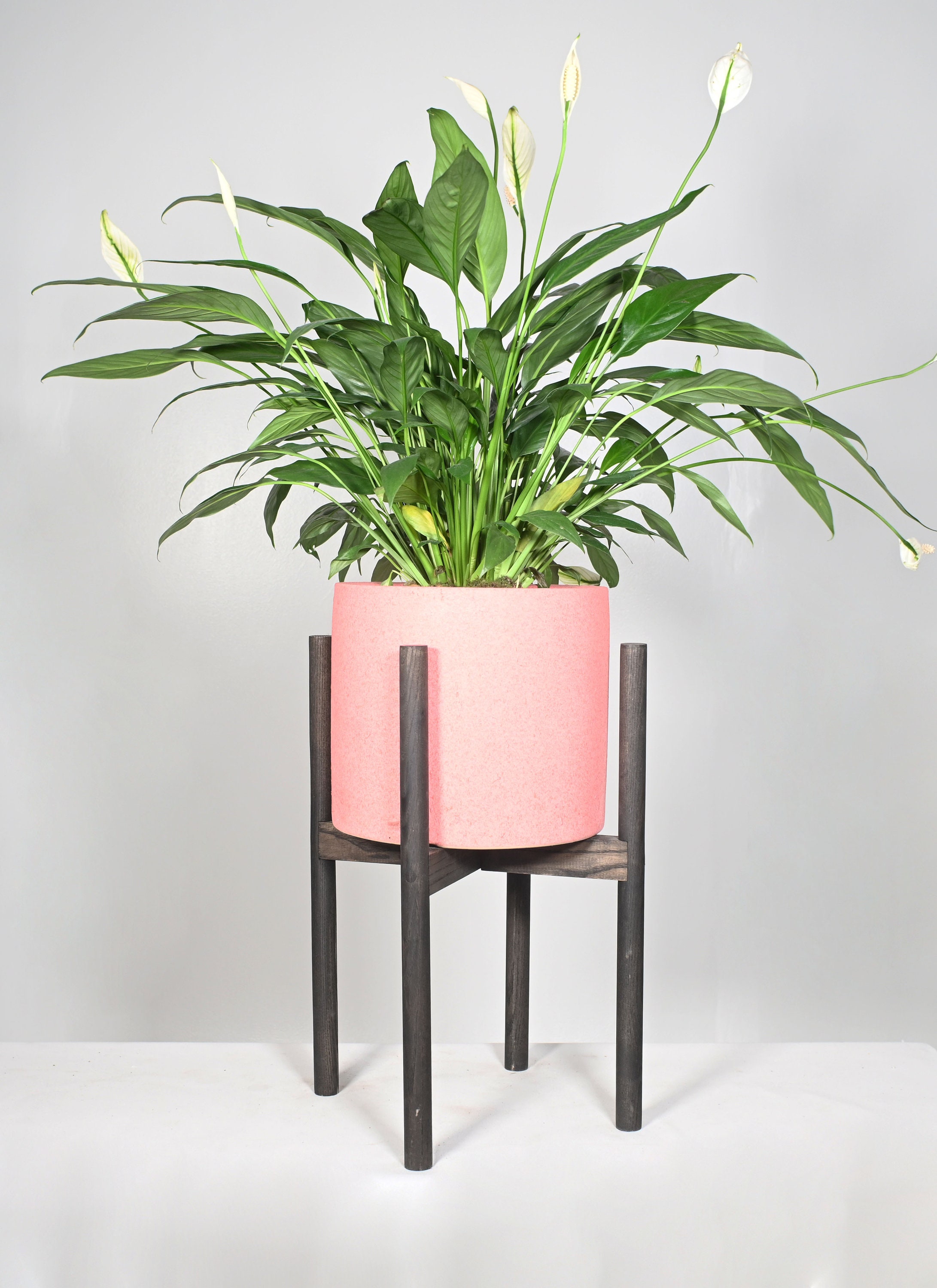 Live Plant Peace Lily with Pot and Stand 10 Ceramic Etsy