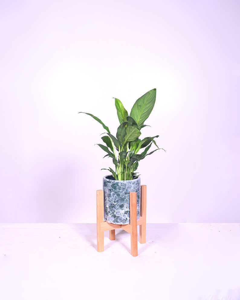 Live Plant Peace Lily With Pot and Stand 5 Ceramic Etsy
