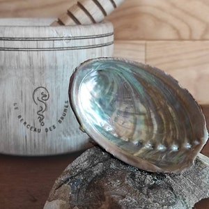 Abalone shell for the incense ceremony