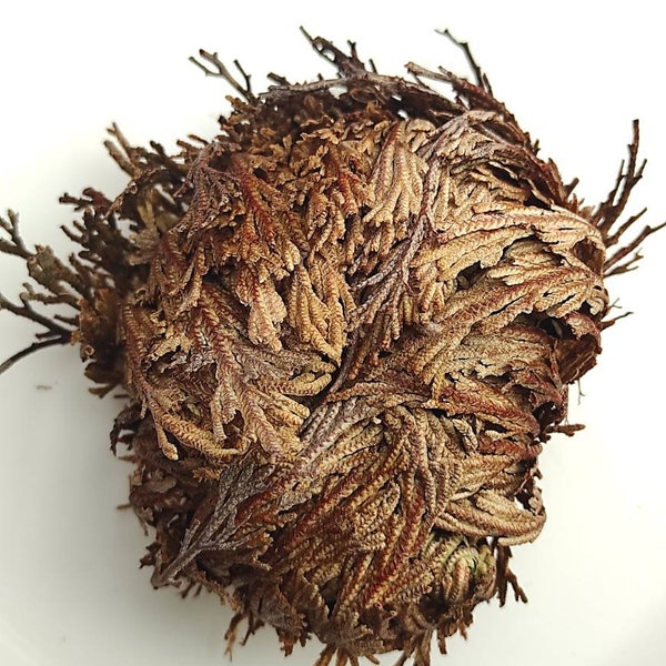 Rock flower or resurrection plant