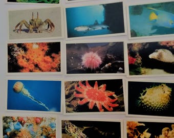 Cigarette cards, full set John Player Grandee cigars,  cards, Tobacciana, The Living Ocean, tobacciana trading cards.