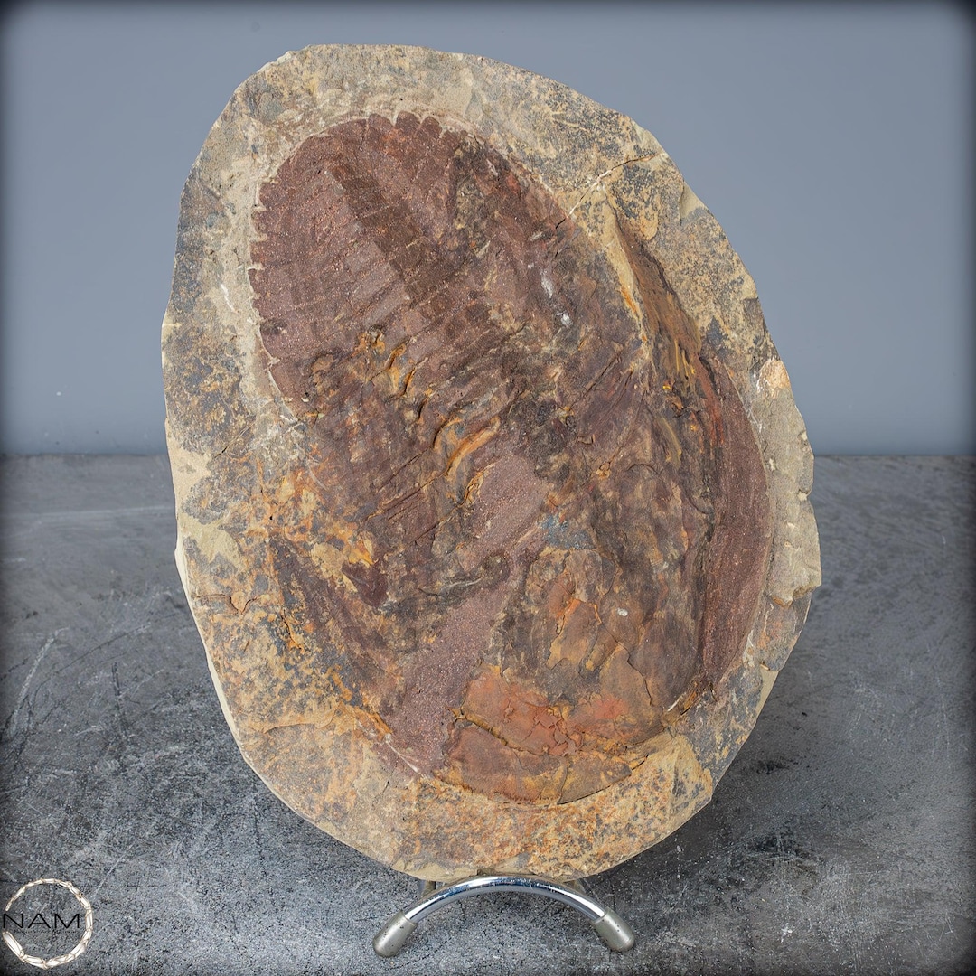 大型の三葉虫の化石 - Hollardops mesocristata、モロッコ - 2147.38g