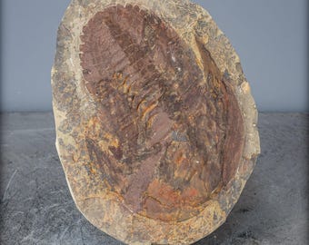 大型の三葉虫の化石 - Hollardops mesocristata、モロッコ - 2147.38g