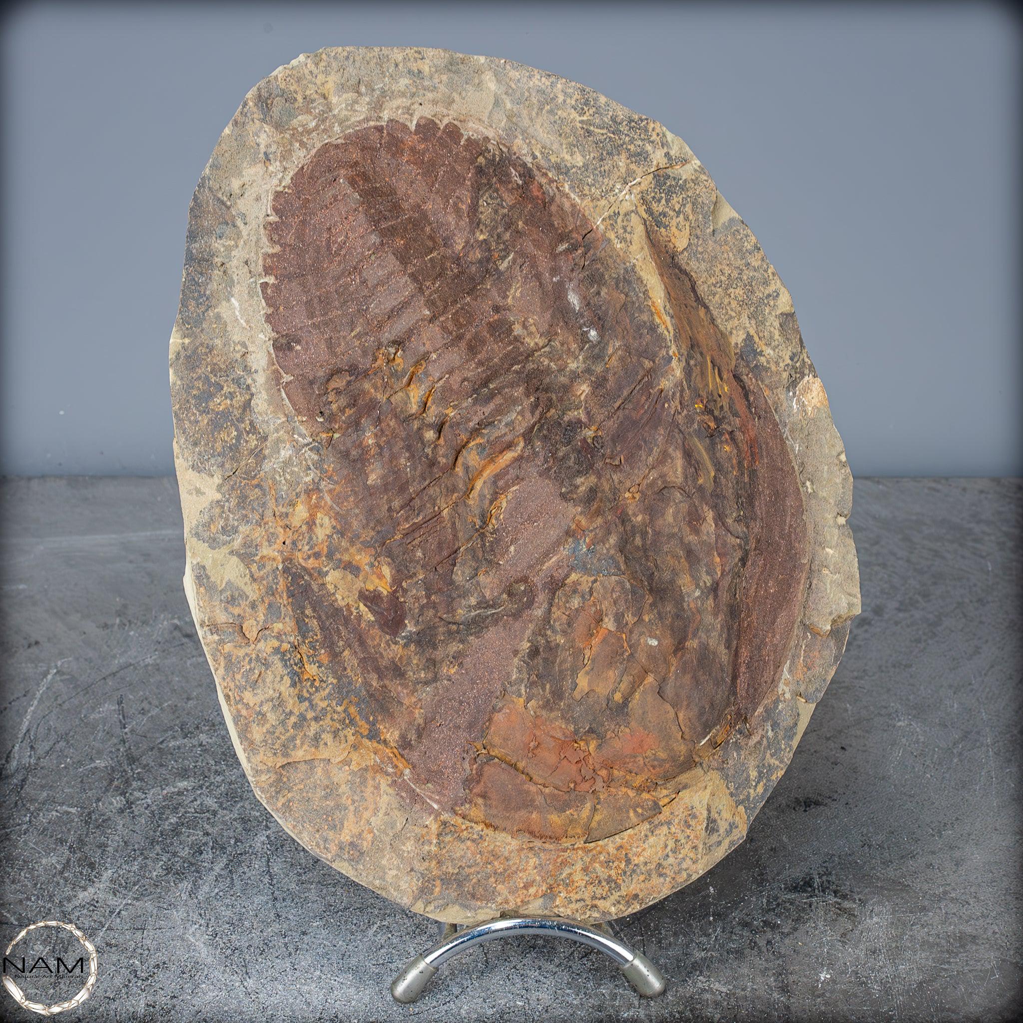 三葉虫 化石本物（Hollardops / Morocops）モロッコ産 化石 大型の三葉虫の化石 - Hollardops mesocristata、モロッコ - 2147.38g