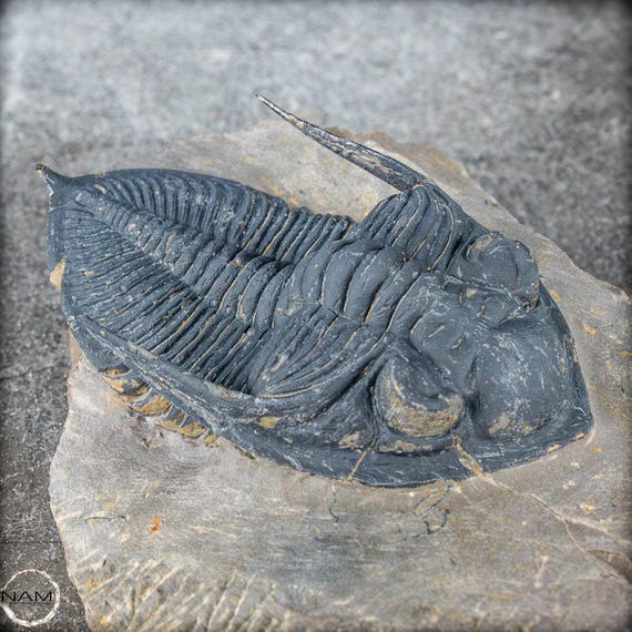 非常に保存状態の良い三葉虫の化石 - Hollardops mesocristata