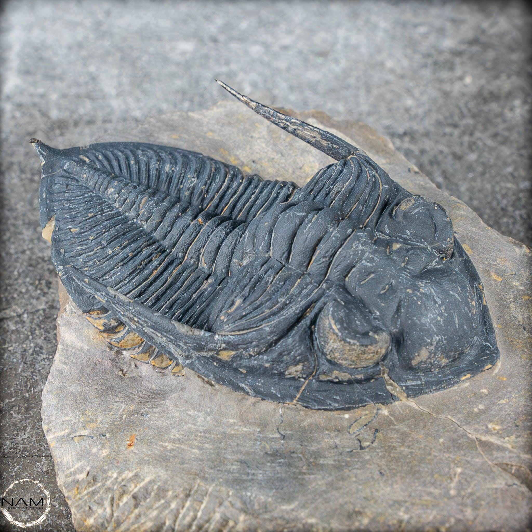 Very Well Preserved Trilobite Fossil - Hollardops Mesocristata