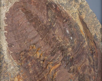 大型の三葉虫の化石 - Hollardops mesocristata、モロッコ - 2147.38g
