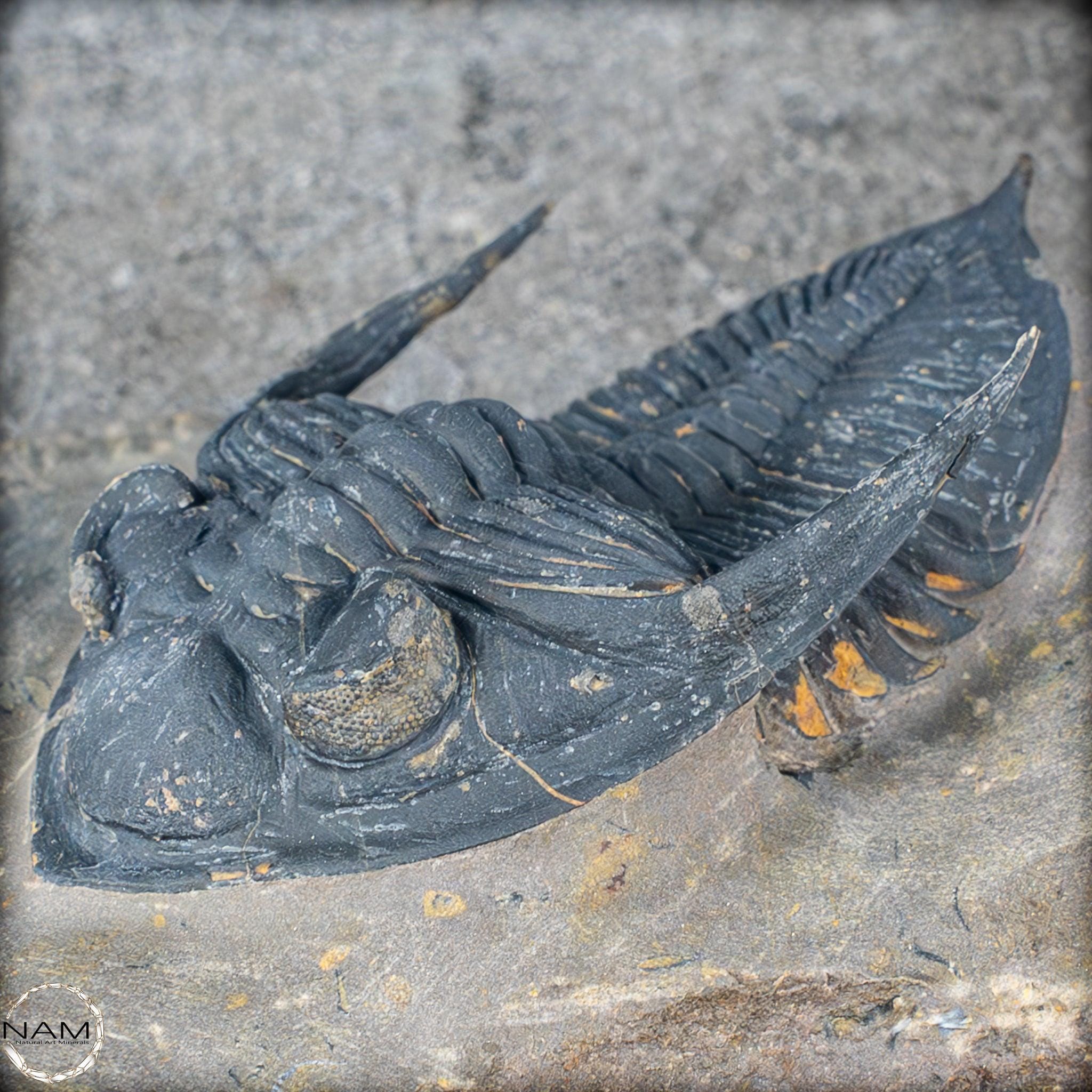 非常に保存状態の良い三葉虫の化石 - Hollardops mesocristata