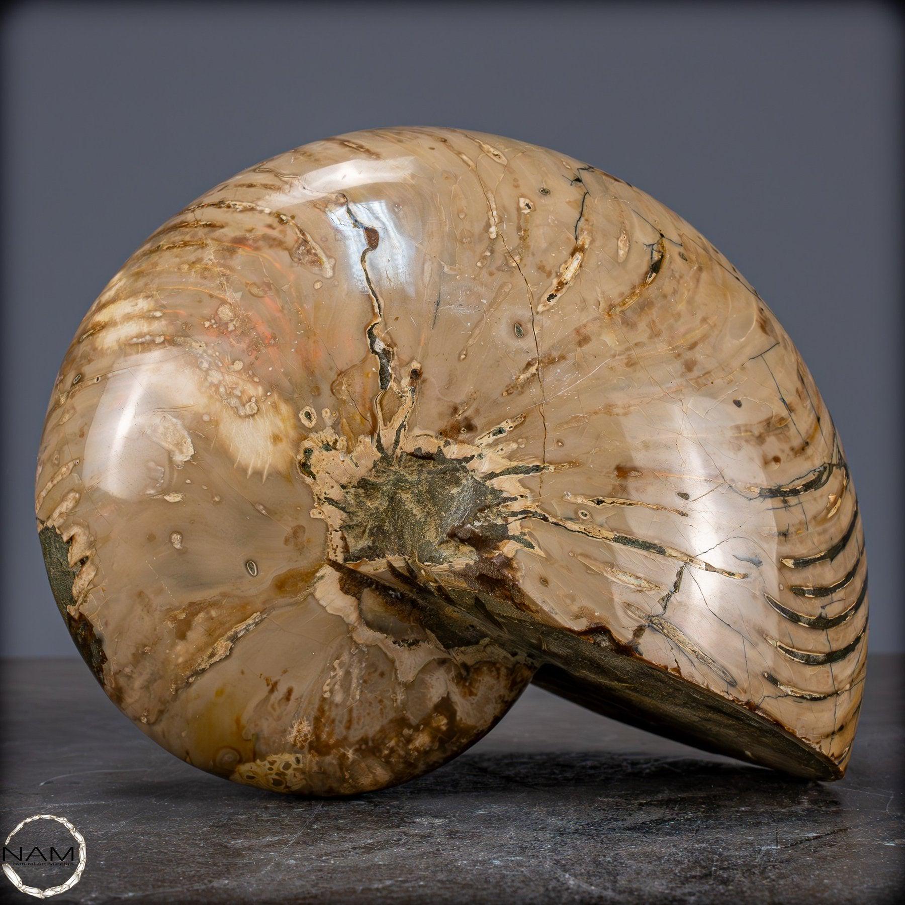 天然のカラフルで虹色のオウムガイの化石 - 3089.99g - Etsy 日本