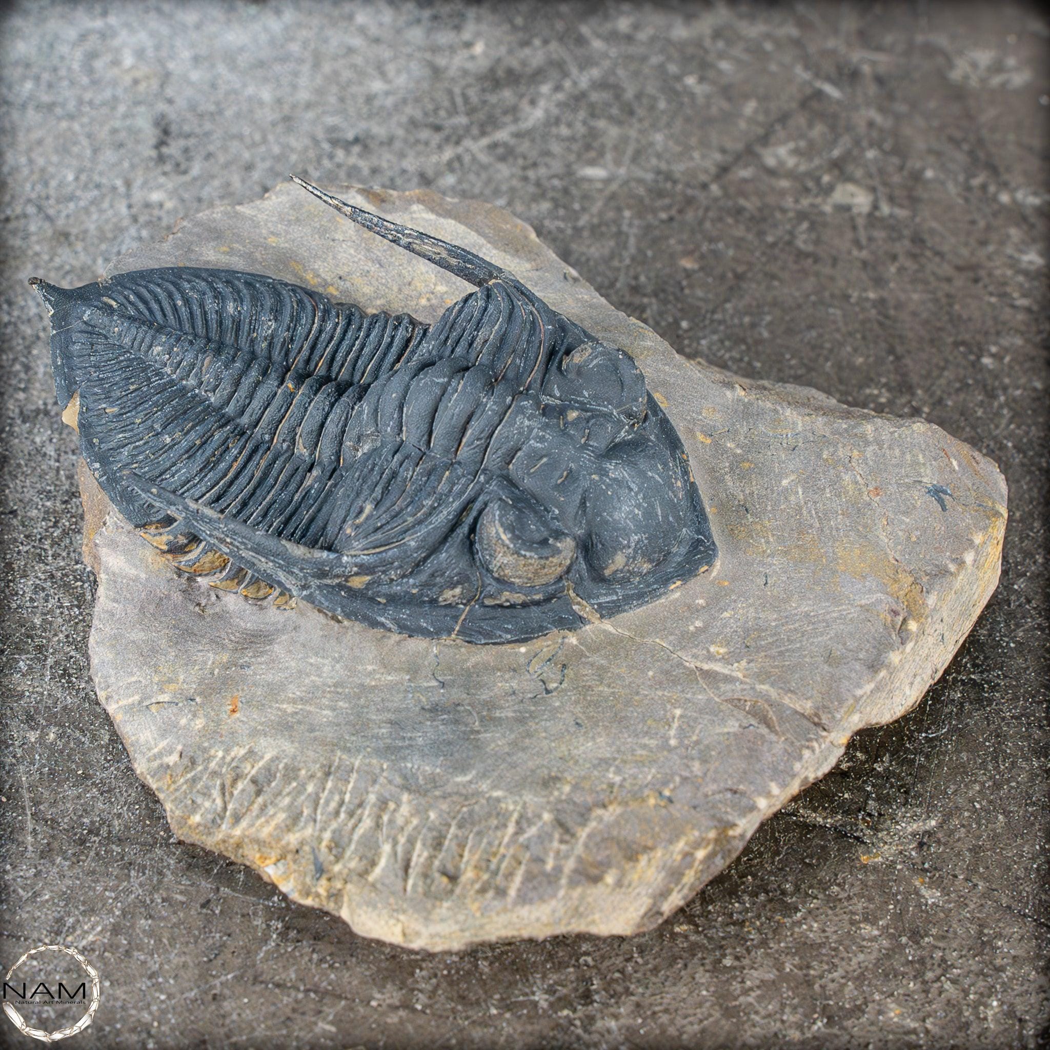 非常に保存状態の良い三葉虫の化石 - Hollardops mesocristata