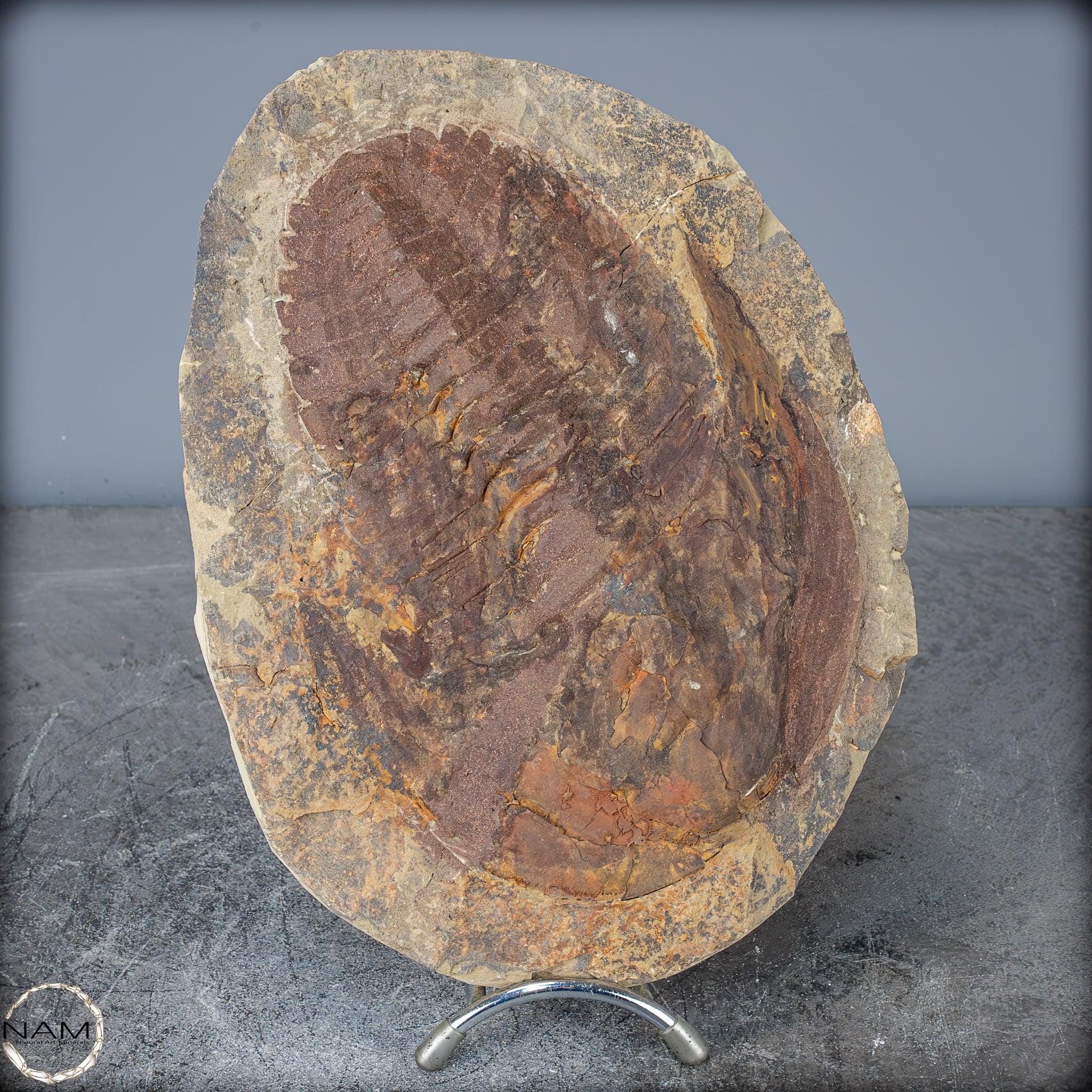 大型の三葉虫の化石 - Hollardops mesocristata、モロッコ - 2147.38g