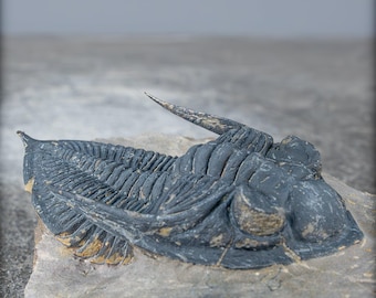 非常に保存状態の良い三葉虫の化石 - Hollardops mesocristata