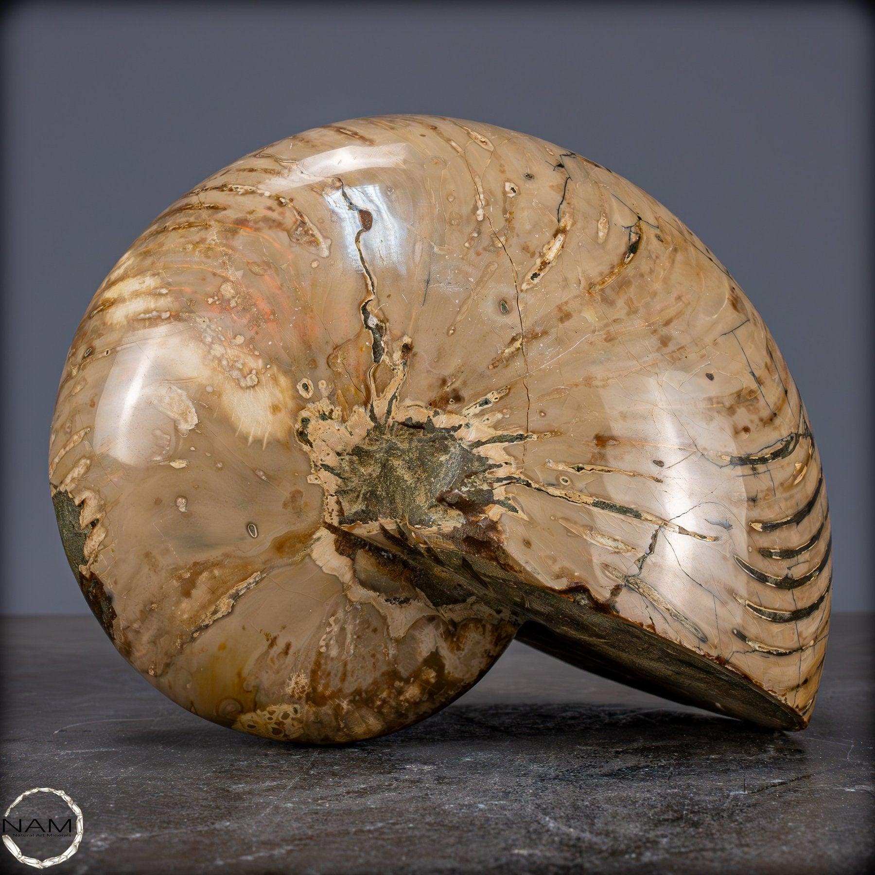 天然のカラフルで虹色のオウムガイの化石 - 3089.99g - Etsy 日本