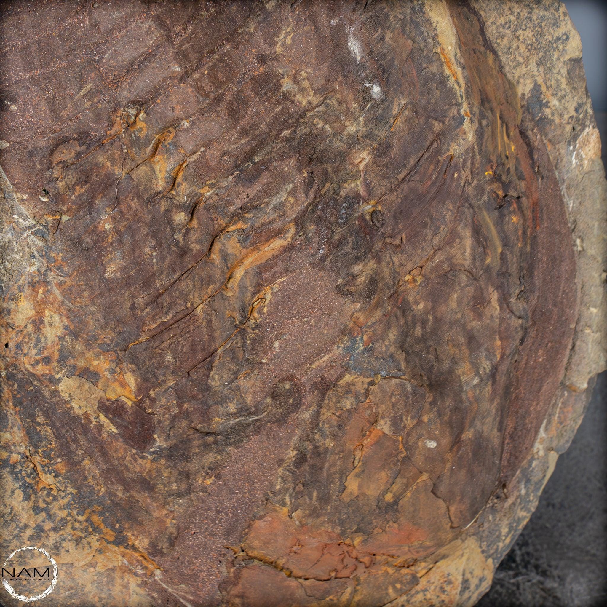 大型の三葉虫の化石 - Hollardops mesocristata、モロッコ - 2147.38g