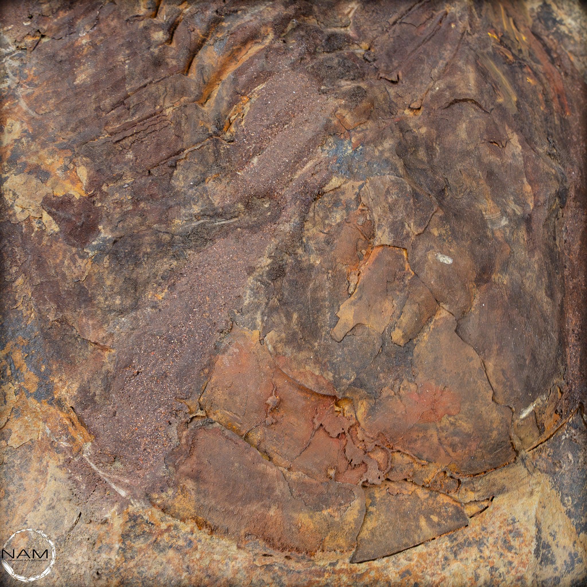 大型の三葉虫の化石 - Hollardops mesocristata、モロッコ - 2147.38g