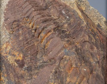 三葉虫 化石本物（Hollardops / Morocops）モロッコ産 化石 大型の三葉虫の化石 - Hollardops mesocristata、モロッコ - 2147.38g