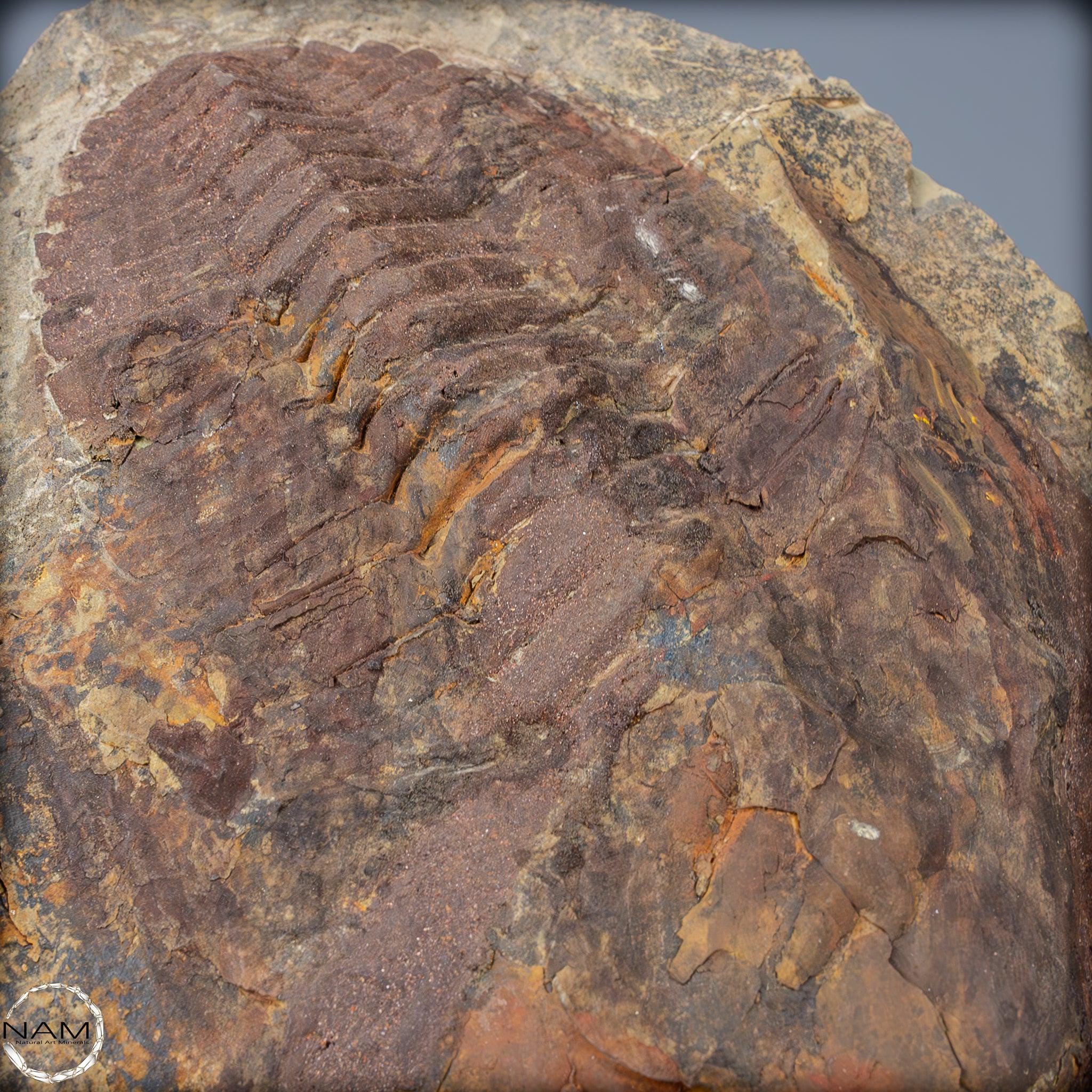 大型の三葉虫の化石 - Hollardops mesocristata、モロッコ - 2147.38g