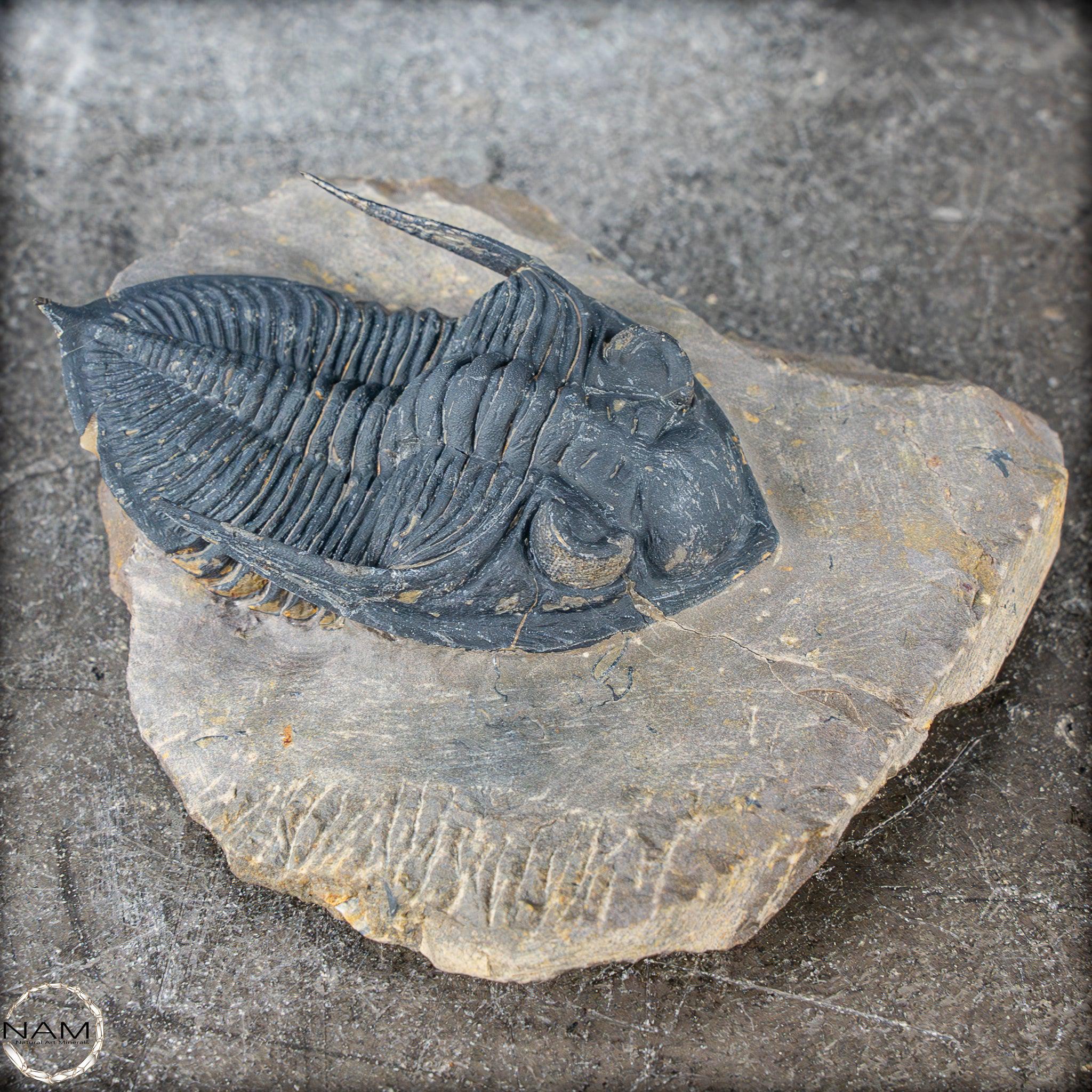 三葉虫 化石本物（Hollardops / Morocops）モロッコ産 化石 非常に保存状態の良い三葉虫の化石 - Hollardops mesocristata