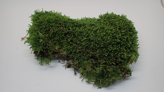 Stabilized flat moss 50gr, plant moss, drill moss, moss, stabilized drill  moss, 50gr moss, Terrarium, DIY