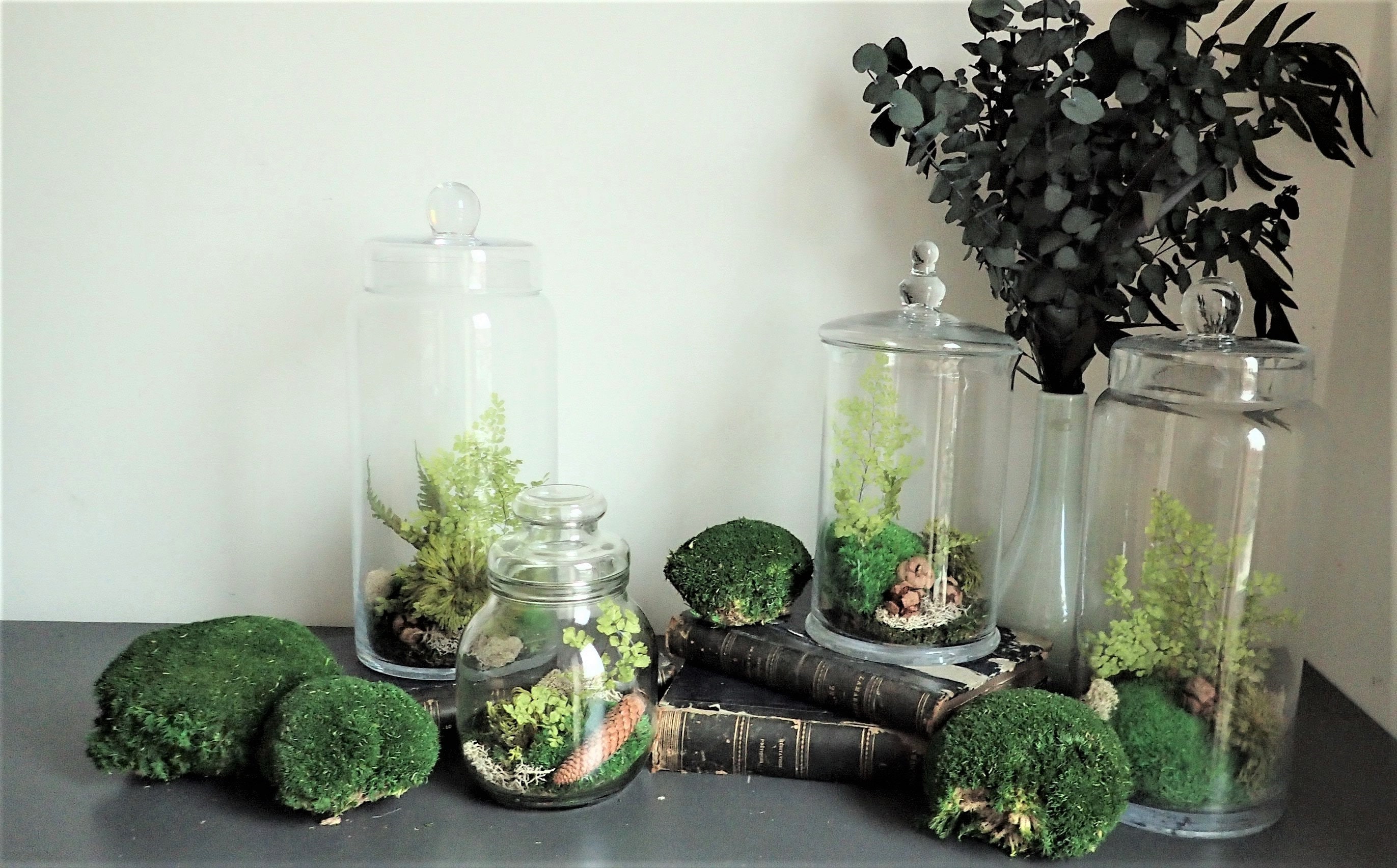 Terrarium Stabilisé, Végétaux Stabilisés en Verrerie, Terrarium, Verrerie Fleurie, Composition Végét